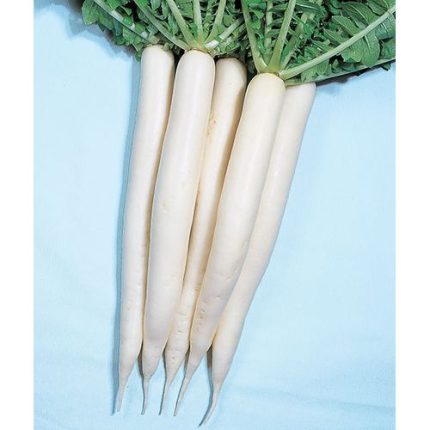 RADISH MINO EARLY LONG WHITE SEEDS 10GM